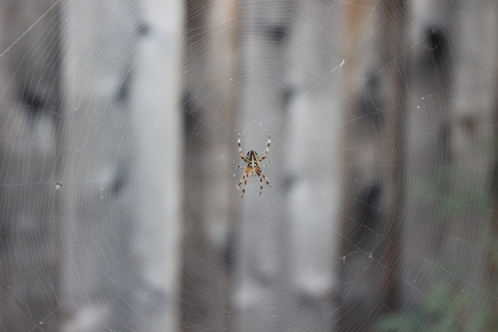 Spider in large spiderweb.