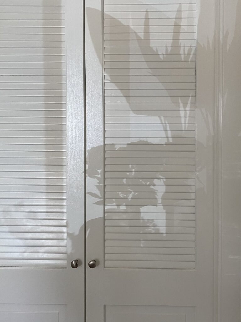 Shadow of a plant on a door.
