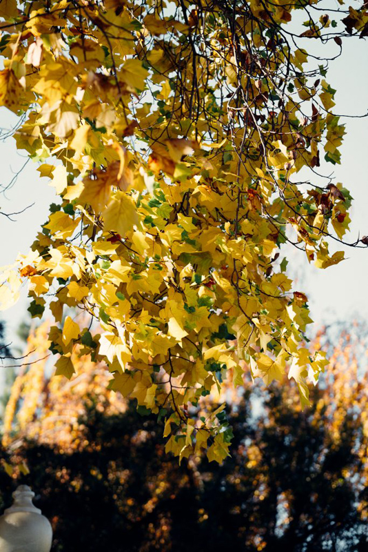 Photo of yellow fall leaves hanging from above.