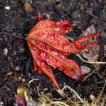 Red leaf on the ground, wet on a rainy day