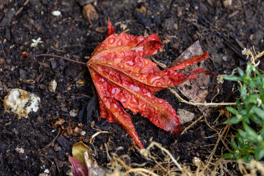 Red leaf on the ground, wet on a rainy day