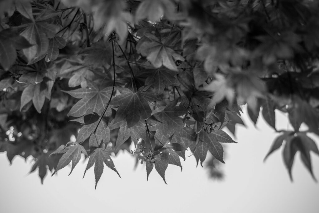 A photo of black and white Autumn leaves
