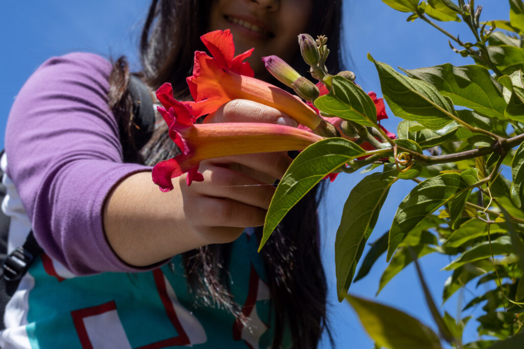 Photo of a girl holding a flower from the bushes to the right