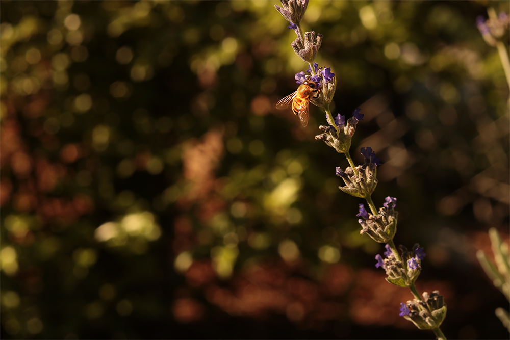 On right side of the screen there is a bee, golden in the sunlight's light. It is resting on a lavender flower. The bee and flower are in focus and the background is very blurry.