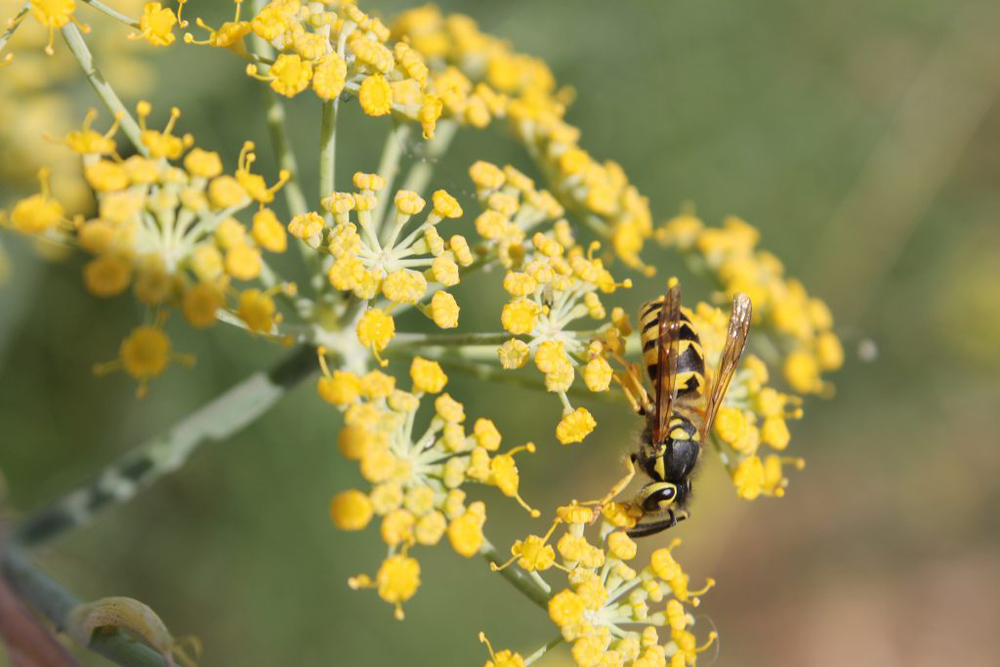 A close up image of a wasp on a flower. 