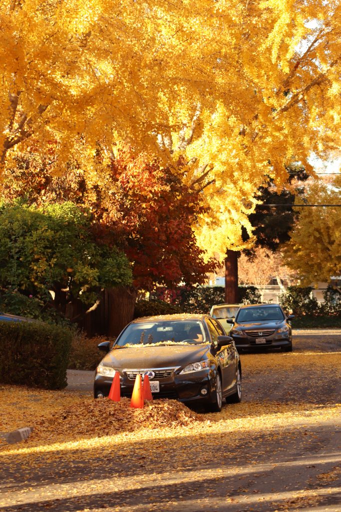 Car with fallen Leaves 
