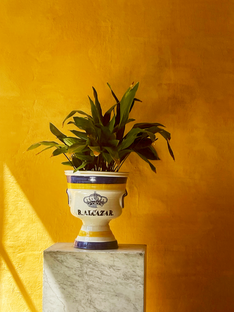 Plant in a blue and yellow vase position in front of a vivid yellow gradient wall. 